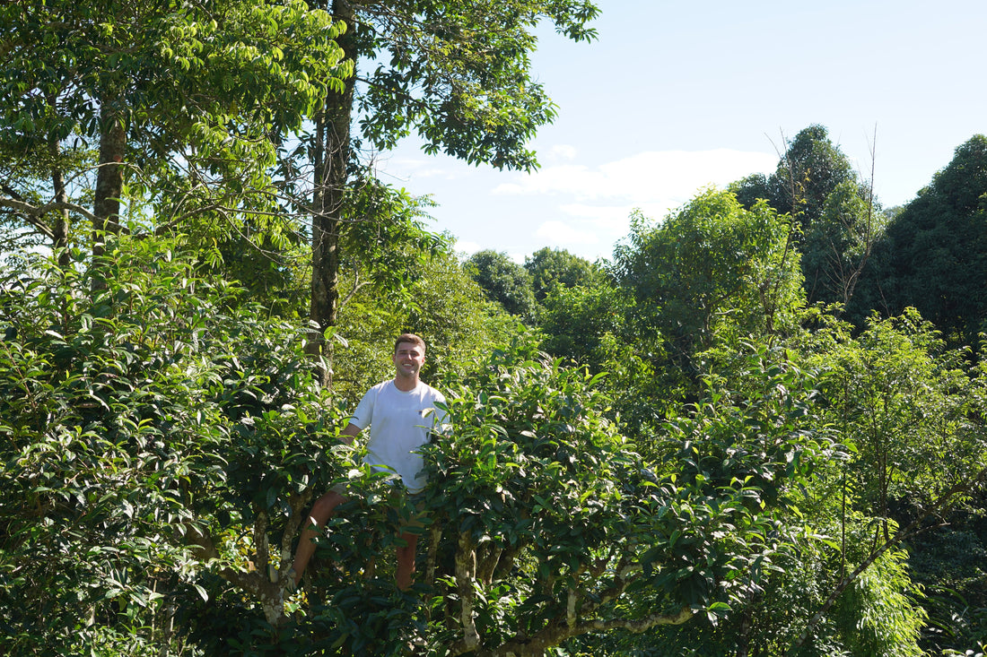 Ancient Tee Tree in Ha Giang