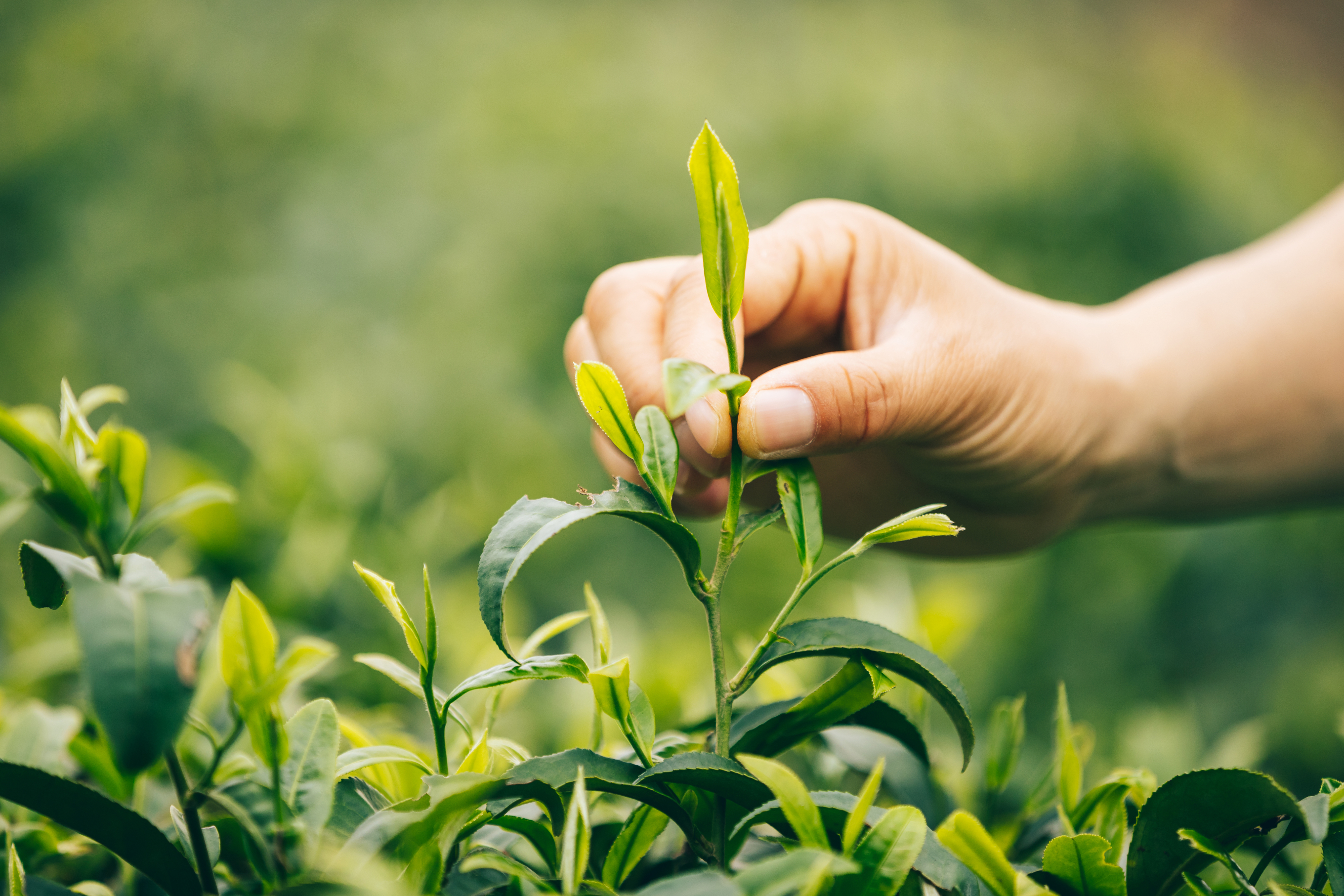 files/hand-picking-tea-leaves-from-tree-in-spring-2024-12-06-11-35-02-utc_1.png